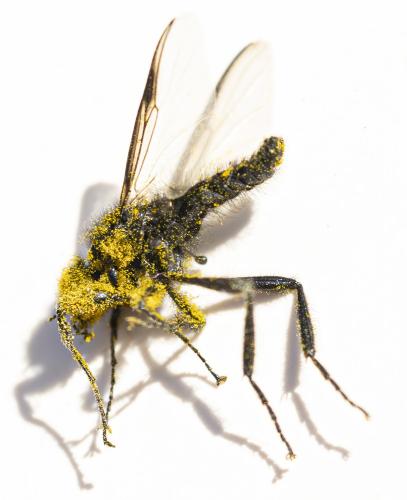 Bibio marci